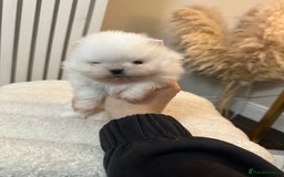 Pomeranian dogs for sale: Outstanding champion bloodline KC reg puppies  - Advert 23