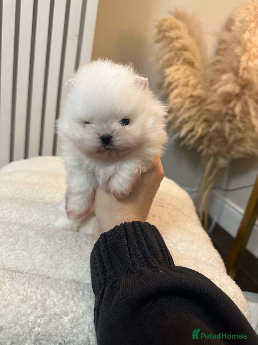 Pomeranian dogs for sale: Outstanding champion bloodline KC reg puppies  - Advert 23