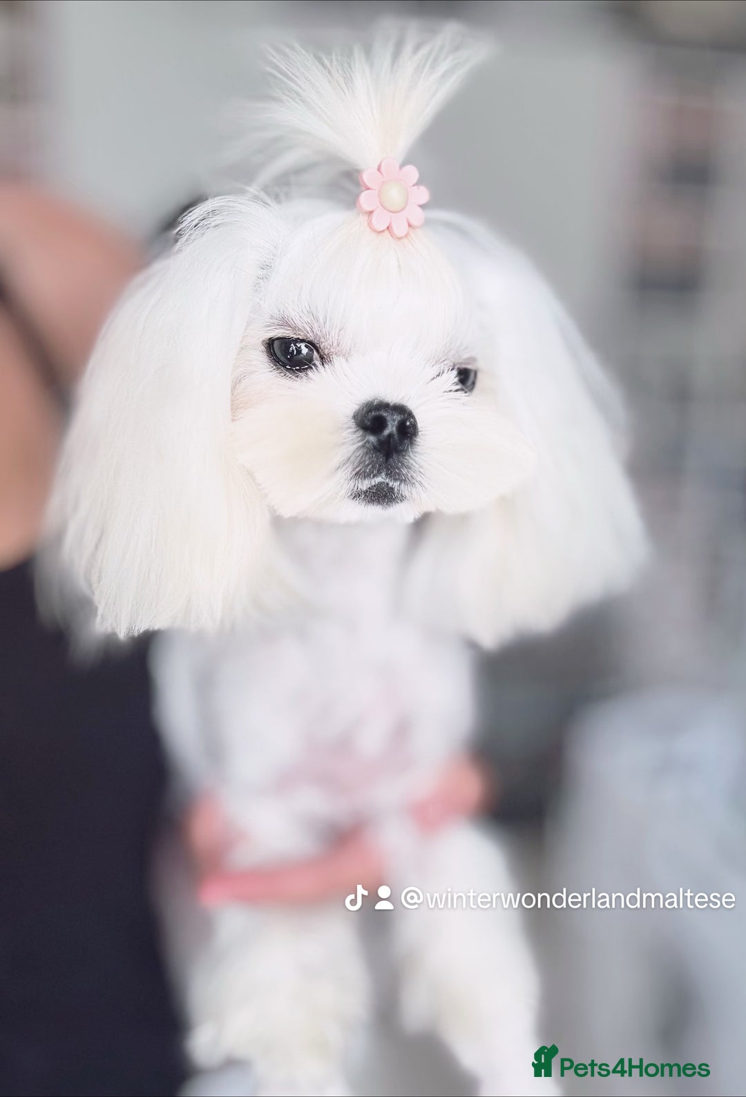 Maltese dogs for sale: 💫Beautiful Adult Korean Maltese Girl💫 - Advert 4