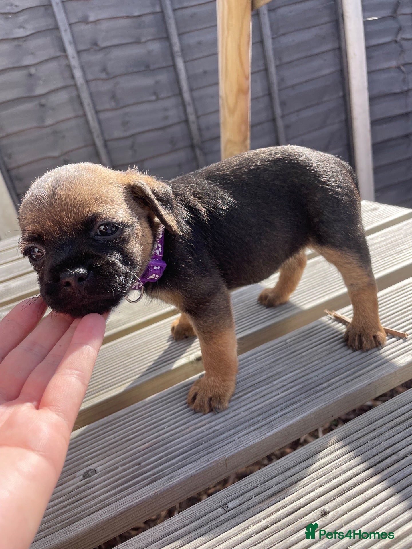 Border Terrier dogs 5 STAR Border terrier PUPS🌟 (ALL SOLD) - Advert 14