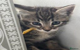 Mixed Breed cats for sale: Stunning litter of 7 kittens - Image 1