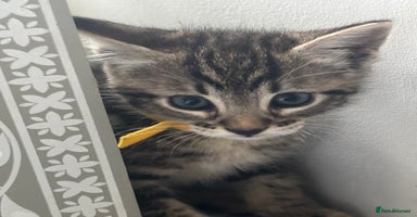 Mixed Breed cats - Advert 5
