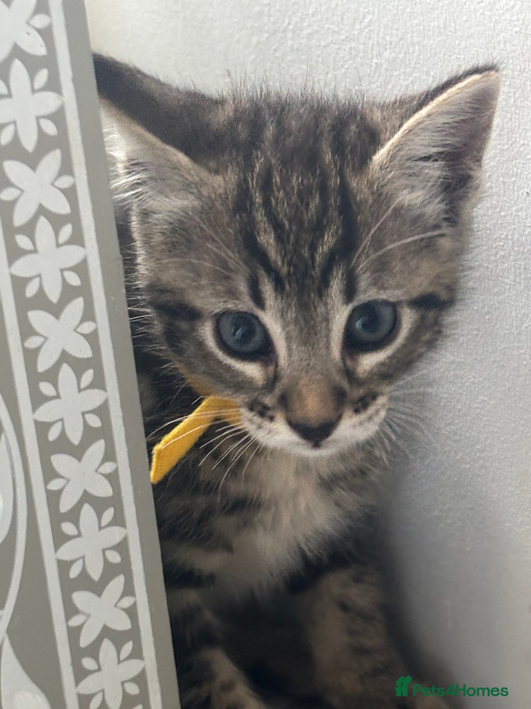 Mixed Breed cats for sale: Stunning litter of 7 kittens - Image 1