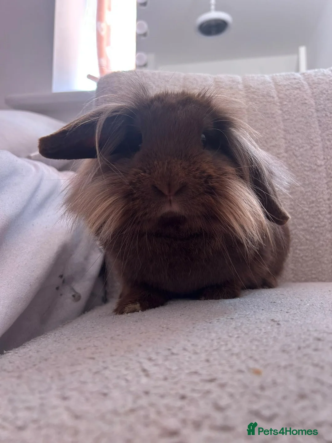 Mini Lion Lop rabbits for sale: Daisy the mini lion lop - Advert 1