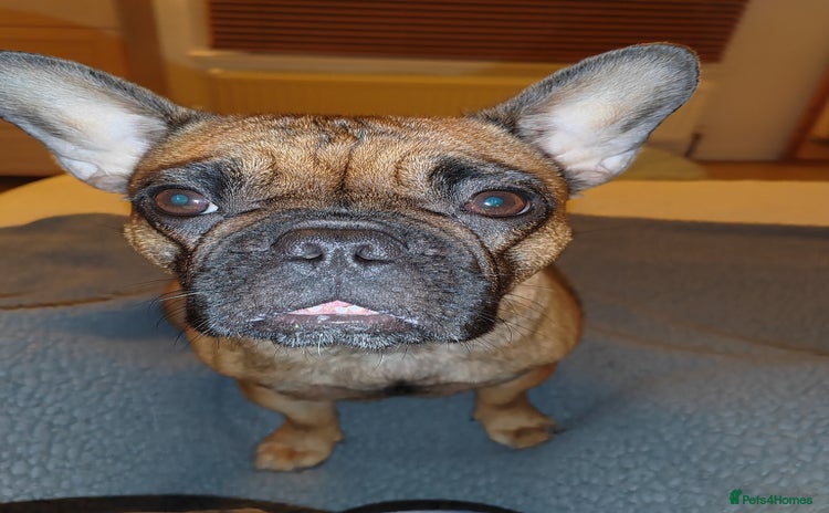 French Bulldog dogs 🌟 Beautiful French Bulldog Puppies  - Advert 1