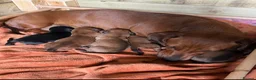 Miniature Dachshund dogs for sale: 5 female miniture dachshunds ready now  in Colwyn Bay - Advert 7