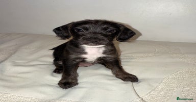 Mixed Breed dogs - Advert 8