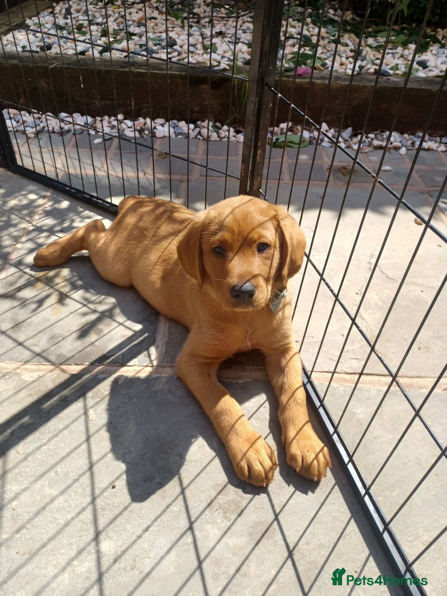 Labrador Retriever dogs KC Fox Red Labrador puppy for sale  - Advert 2