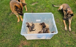 Ferret rodents for sale: Top Quality Ferret kits - Standard and Semi Micro - Image 1
