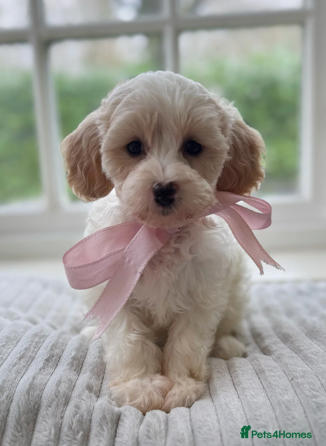 Mixed Breed dogs for sale: Shichon-poo Teddy bear - Advert 22