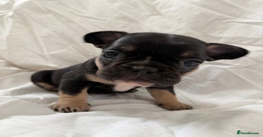 French Bulldog dogs - Advert 8