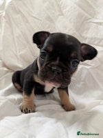 French Bulldog dogs - Advert 8