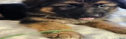 German Shepherd dogs for sale: Long haired German shepherd pups  - Advert 27