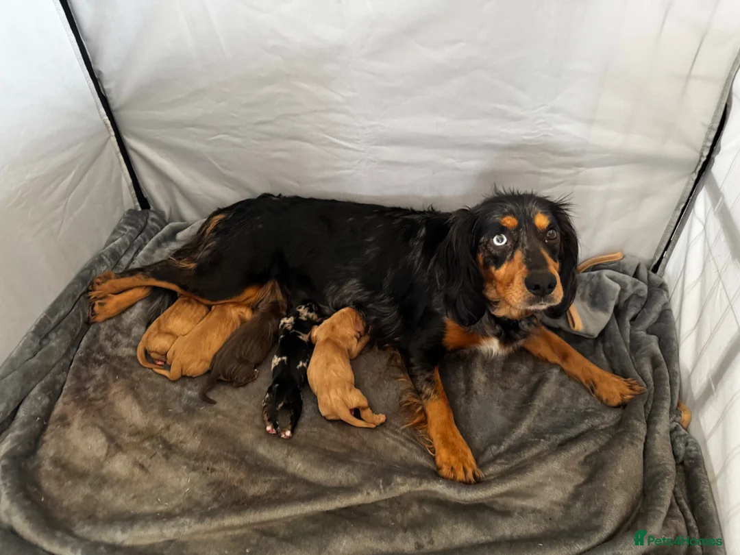 Sprocker dogs for sale: Beautiful Sprocker Spaniel Puppies in Badminton - Advert 2