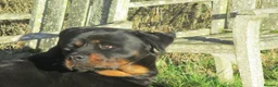 Rottweiler dogs for sale: rottweiler x - Advert 6