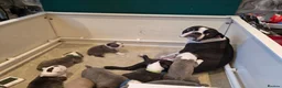 Boston Terrier dogs for sale: Health-Tested KC Registered Boston Terrier Puppies in Salford - Advert 22
