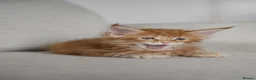 Maine Coon cats for sale: 5 Beautiful Russian Import Kittens TICA - Advert 5
