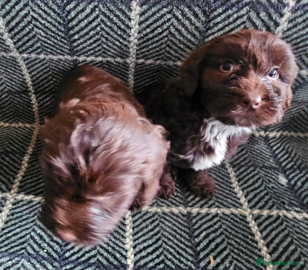 Cockapoo dogs for sale: Cockerapoo puppies F1 - Advert 16