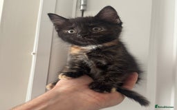 Mixed Breed cats for sale: 3 Gorgeous kittens For Sale - Image 13