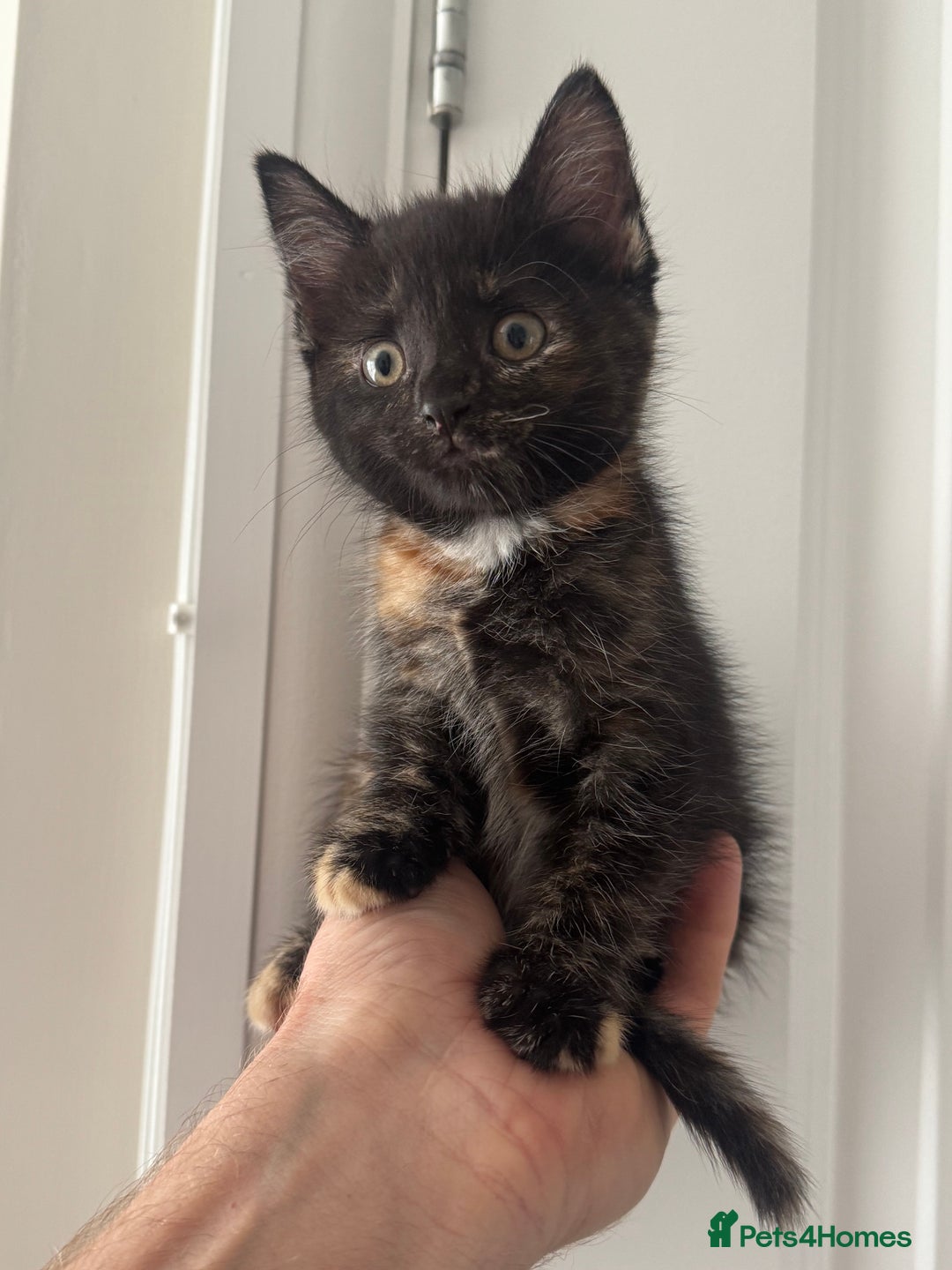 Mixed Breed cats for sale: 3 Gorgeous kittens For Sale - Image 13