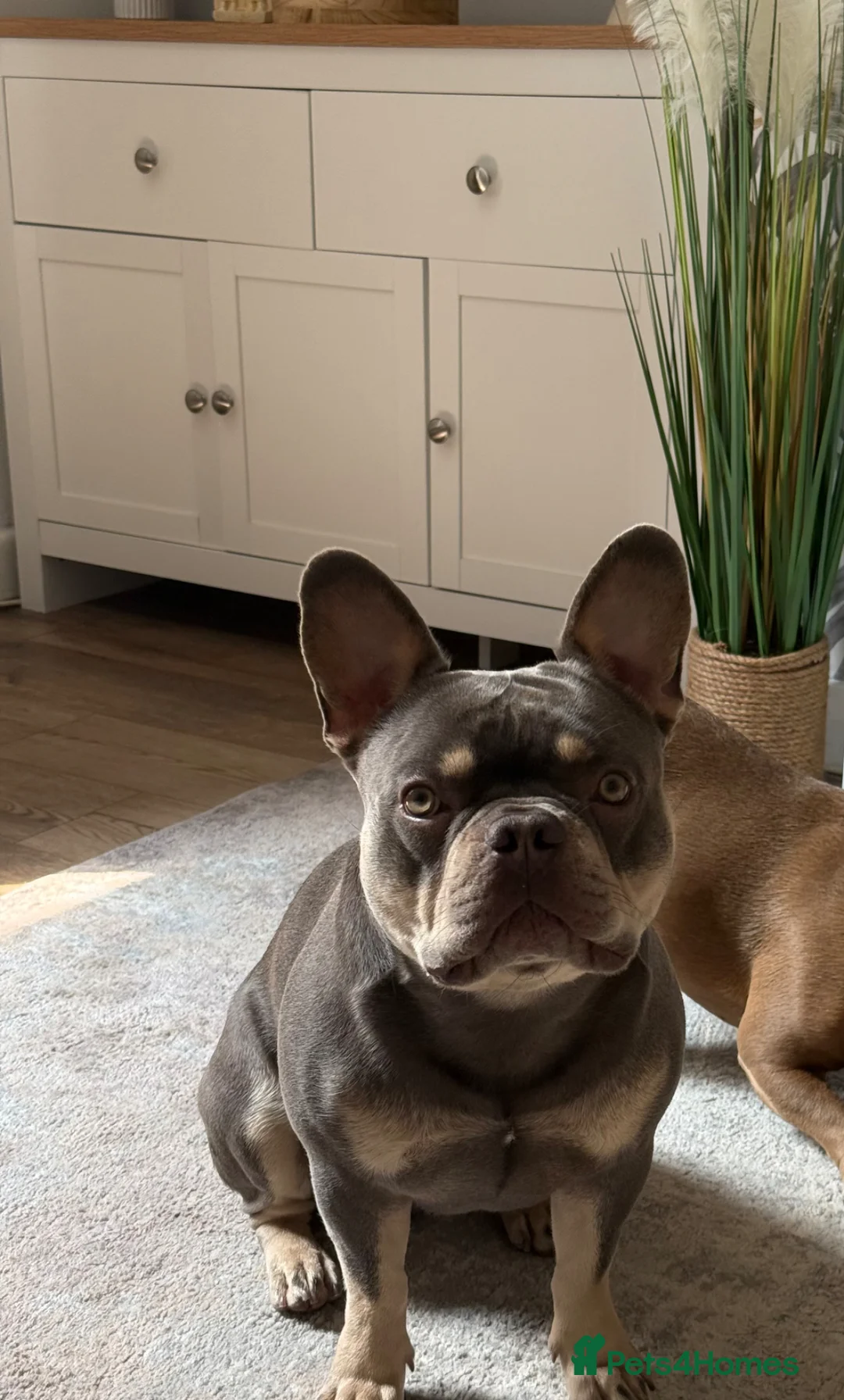 French Bulldog dogs for sale: 2yo French Bulldog  - Advert 2