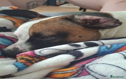 Mixed Breed dogs for sale: Bruno - Needs a New, Loving Home - Image 21