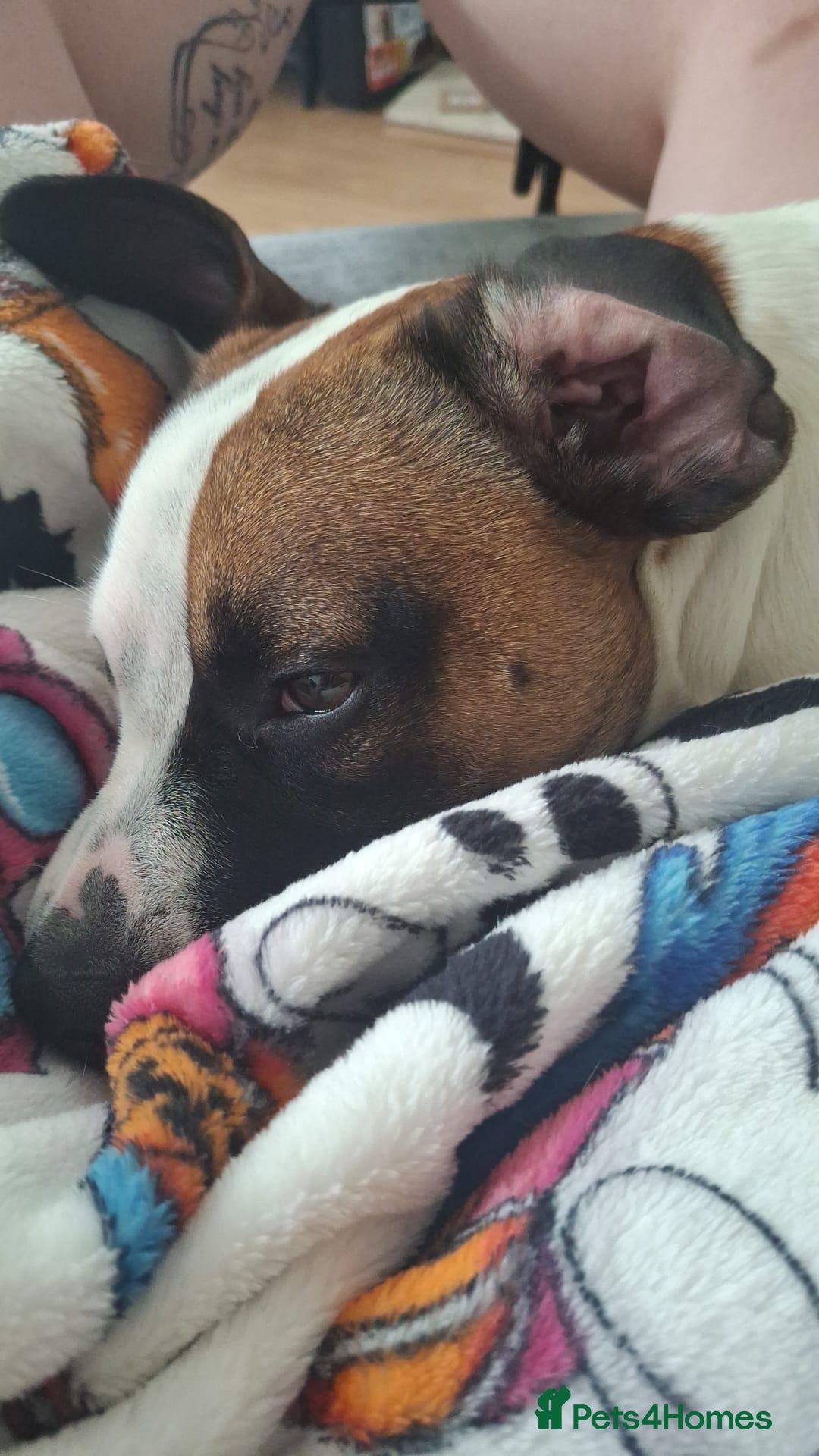 Mixed Breed dogs for sale: Bruno - Needs a New, Loving Home - Image 21