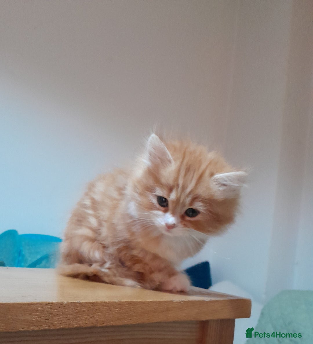 Mixed Breed cats for sale: 3 gorgeous kittens 😺😸😻 - Advert 18