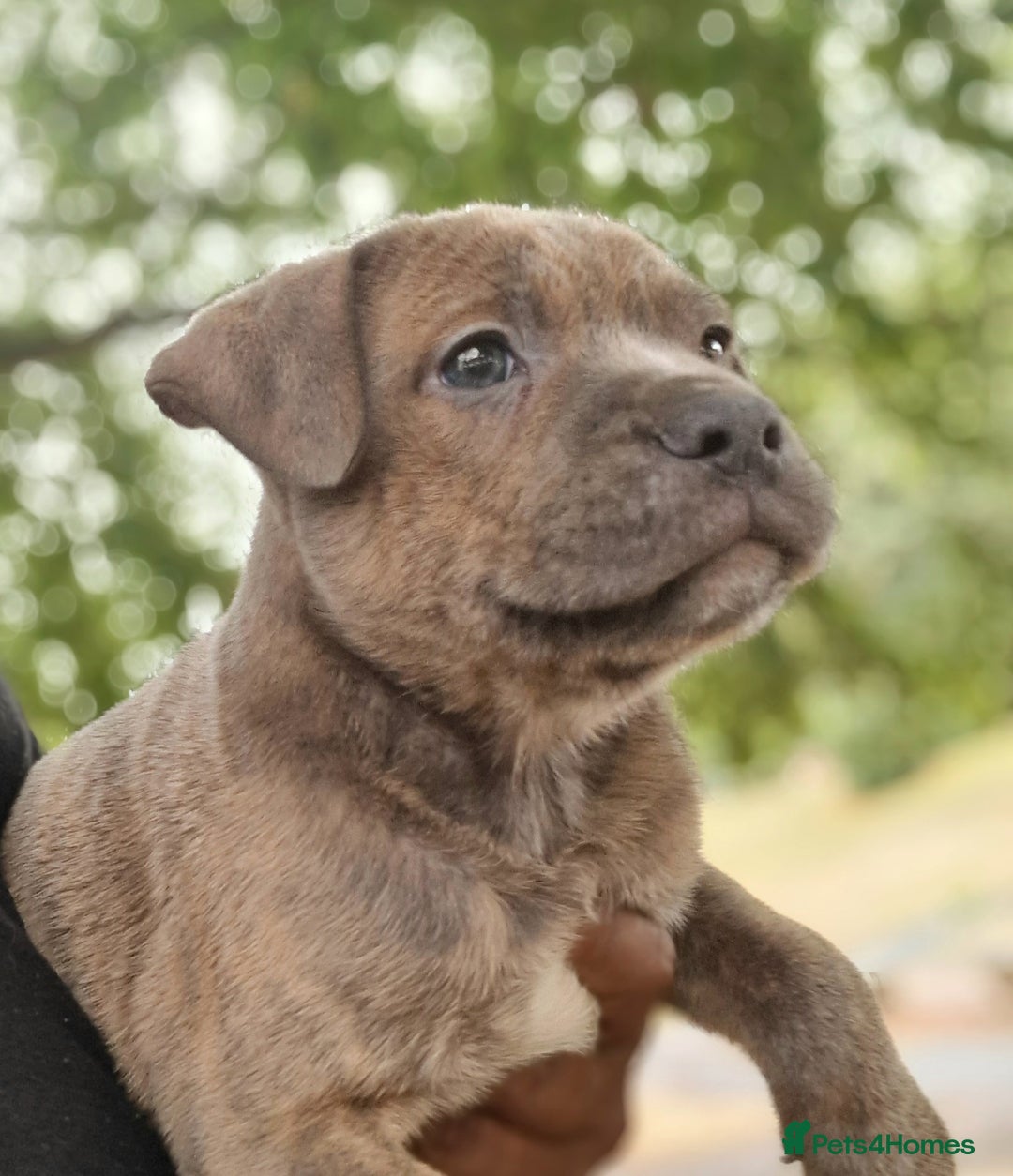 Staffordshire Bull Terrier dogs for sale: Stunning blue Staffordshire Bull terror puppy - Image 2