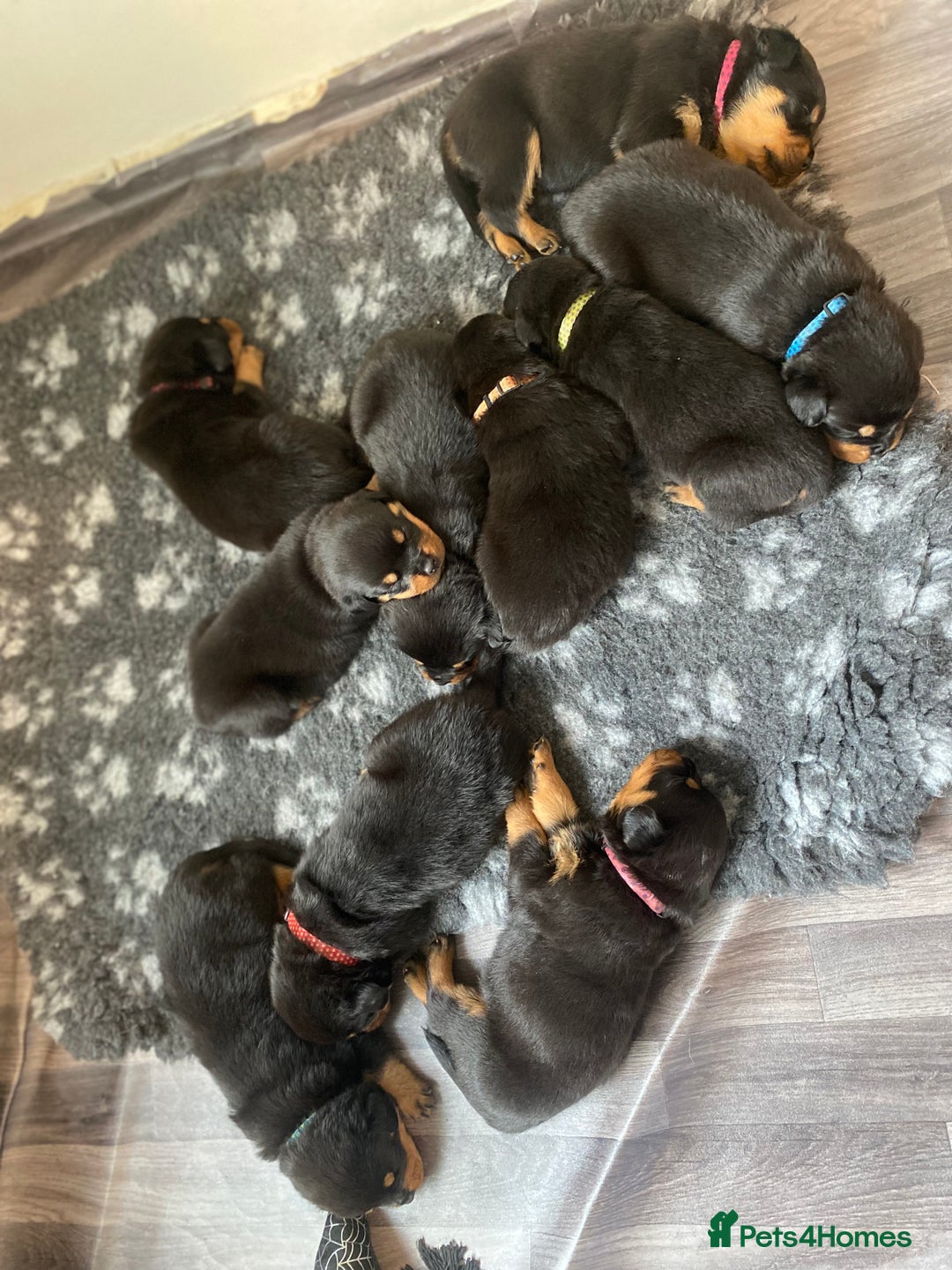 Rottweiler dogs for sale: Hulk and Ruby Rottweiler puppies  - Advert 14