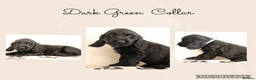 Cocker Spaniel dogs for sale: Show Cocker spaniels  in Maidstone - Advert 6