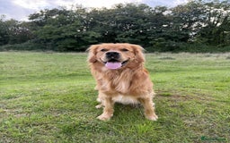 Golden Retriever dogs for stud: Proven Golden Retriever Stud | Stunning Dark Coat - Image 1