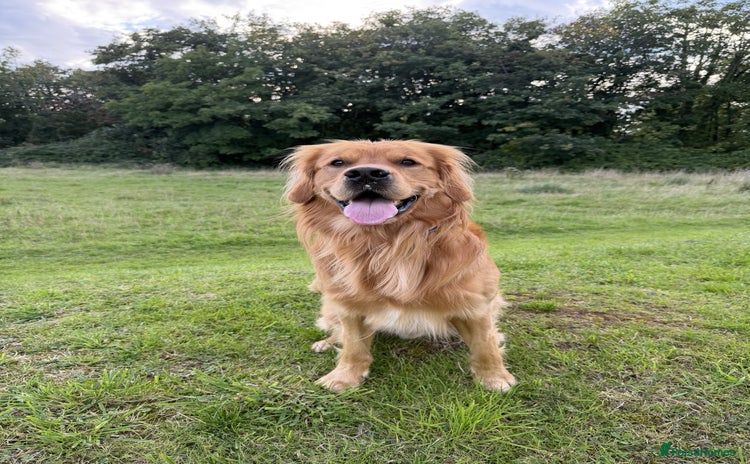 Golden Retriever dogs - Advert 2