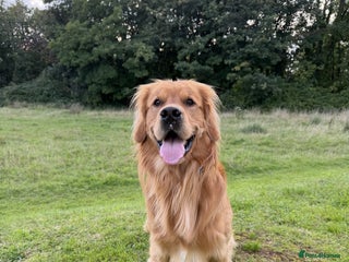 Golden Retriever dogs - Advert 3