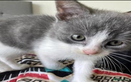 Mixed Breed cats for sale: Kittens ready now  - Image 2