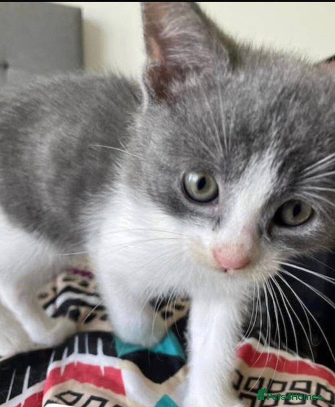 Mixed Breed cats for sale: Kittens ready now  - Image 2