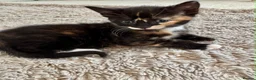 Mixed Breed cats for sale: 5 beautiful kittens for sale 🖤🧡  - Advert 13