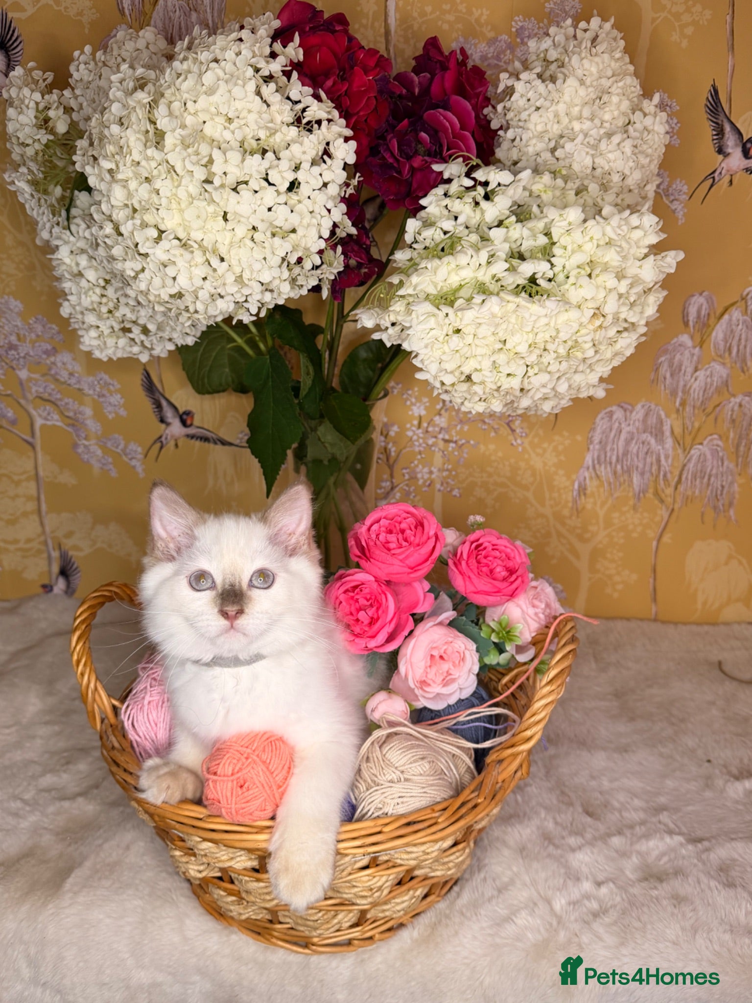 Ragdoll cats 👑Champion Line👑⭐️TICA⭐️PEDIGREE⭐️Ragdoll Kittens - Advert 1