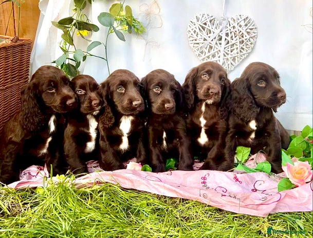 Sprocker puppies for sale in England | Pets4Homes