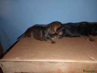 Border Terrier dogs Border terrier pups - Advert 1