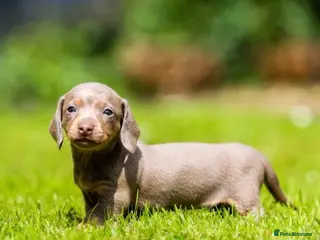 Miniature Dachshund dogs miniature dachshunds❤️ - Advert 4