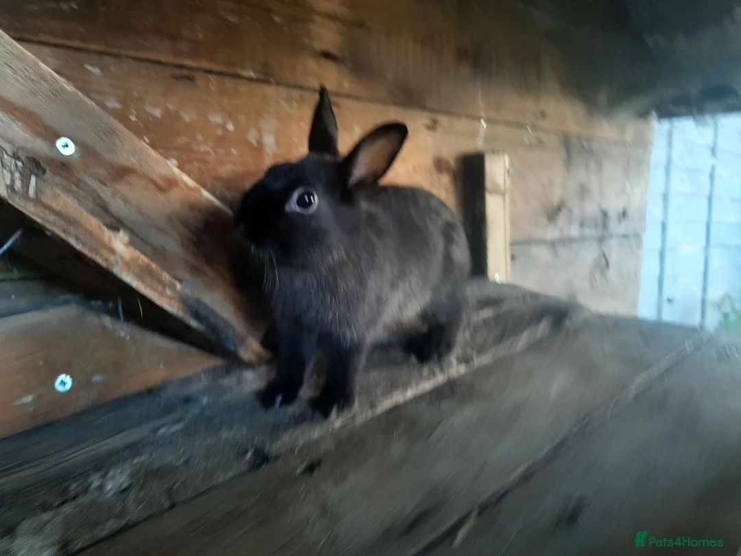Netherland Dwarf rabbits for sale: Gorgeous Netherland Dwarf bunnies in Enfield - Advert 2