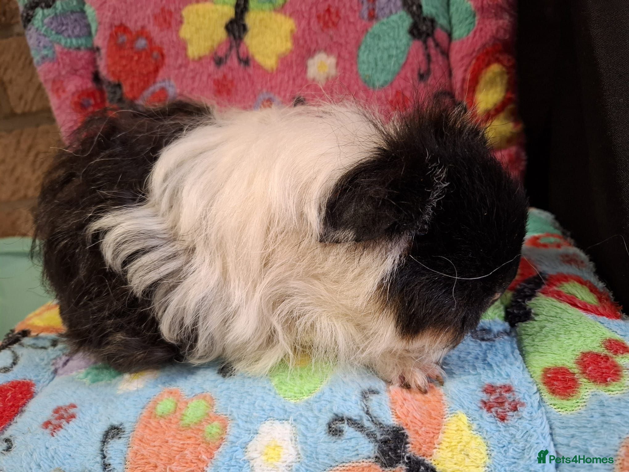 Guinea Pig rodents Young Adult Texel Sow RTR - Advert 20