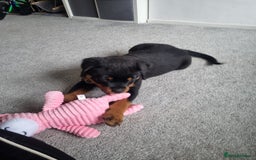 Rottweiler dogs for sale: Rottweiler bicth  - Image 3