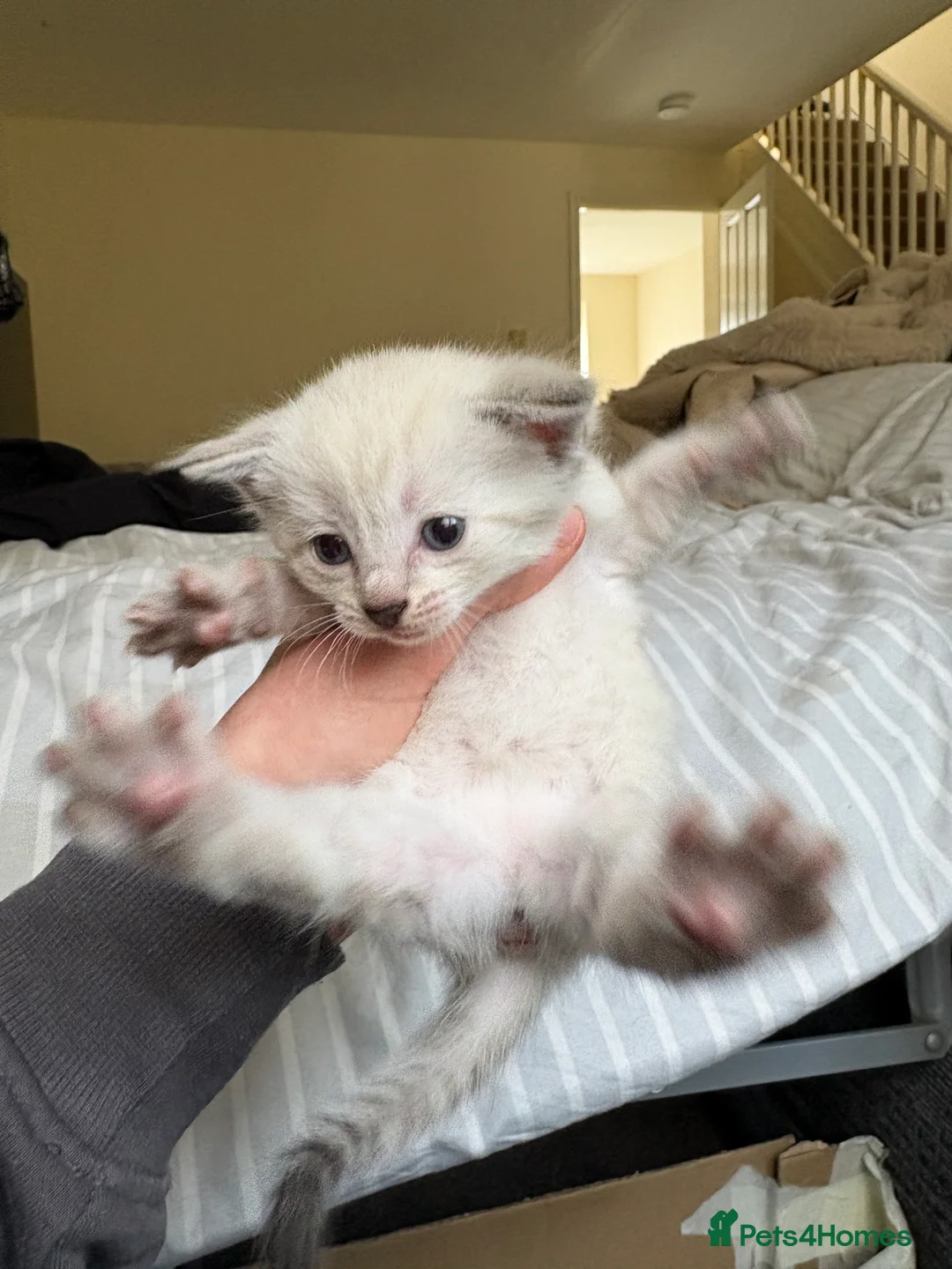 Mixed Breed cats for sale: 4 Kittens 2 white 2 Tabby - Advert 18