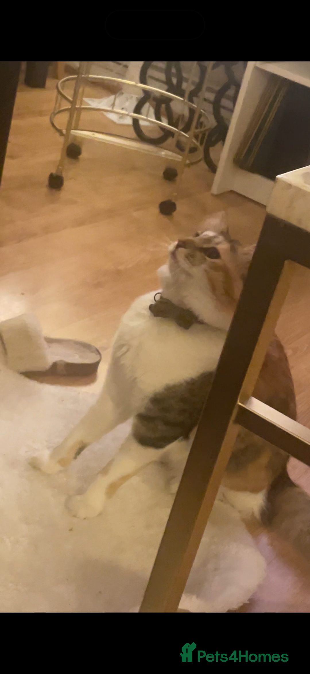 Mixed Breed cats for sale: Boy cat up for adoption - Advert 15