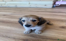 Miniature Dachshund dogs for sale: Beautiful Cream long haired Dachshunds  - Image 16