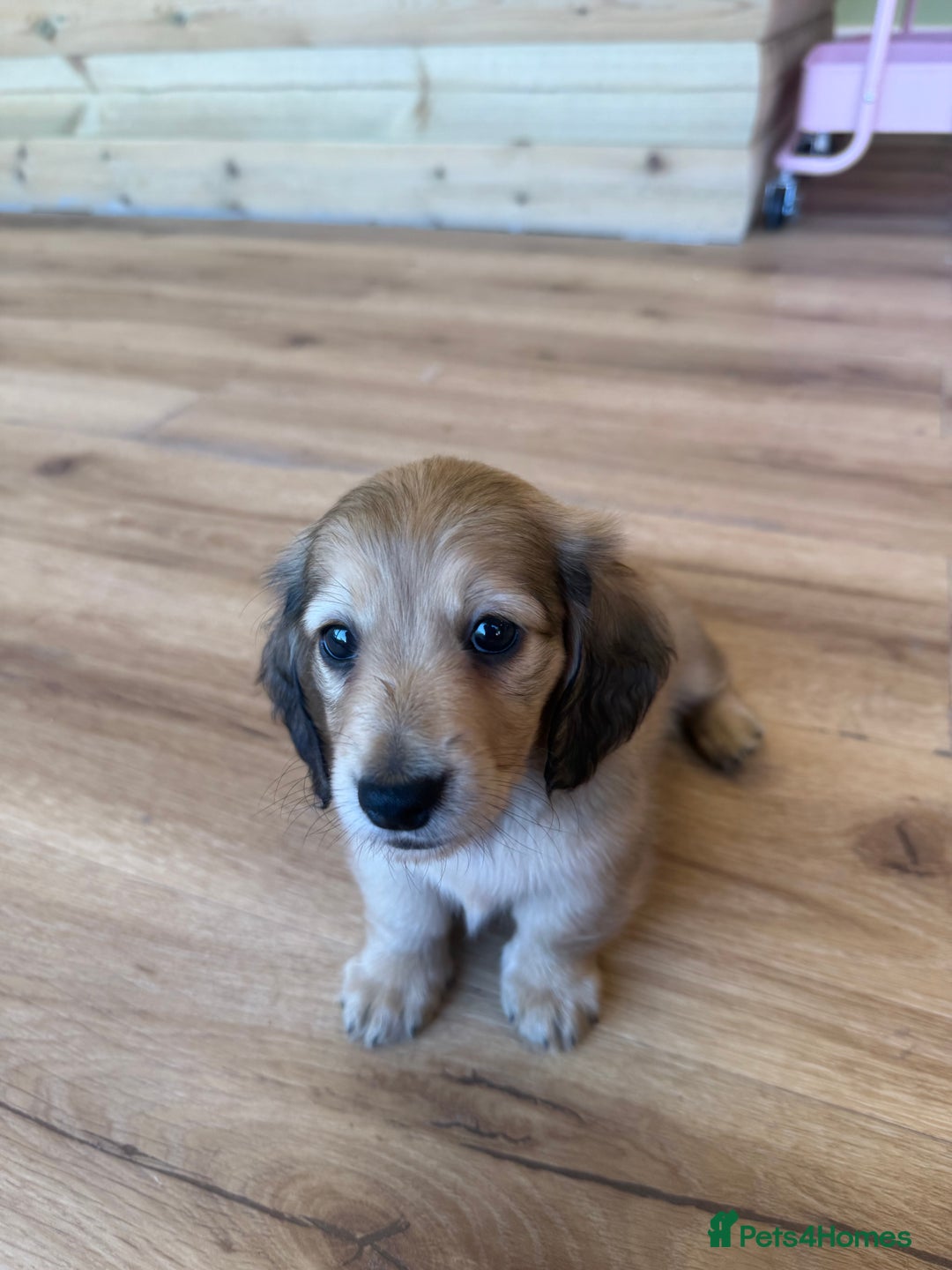 Miniature Dachshund dogs for sale: Beautiful Cream long haired Dachshunds  - Image 16