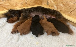 Jackapoo dogs for sale: Adorable (85% Toy Poodle) Jackapoo pups  - Image 8