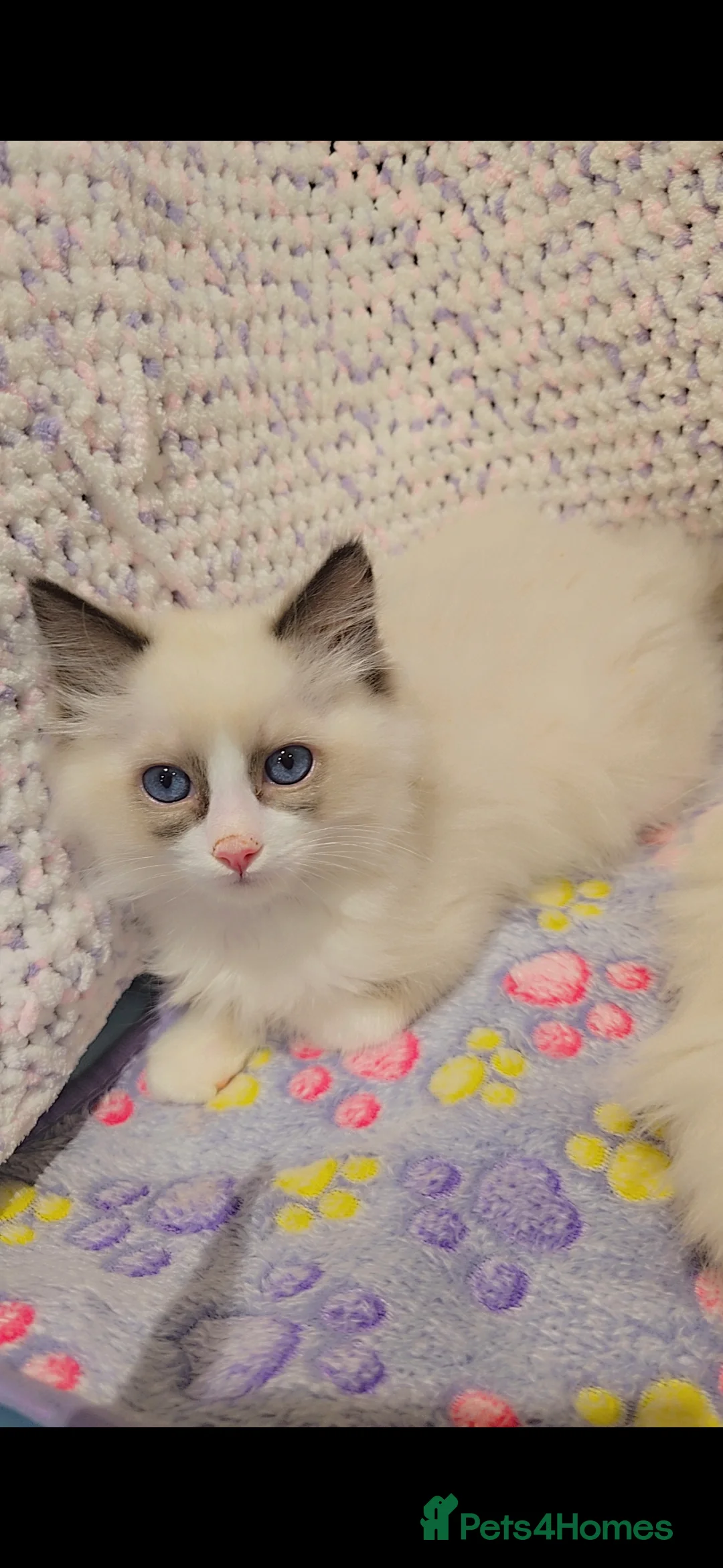 Ragdoll cats for sale: TICA REGISTERED KITTENS/Active - Advert 29